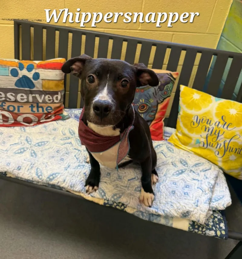 Whippersnapper thumbnail 5