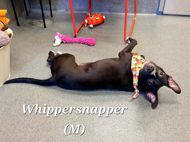 Whippersnapper thumbnail 6