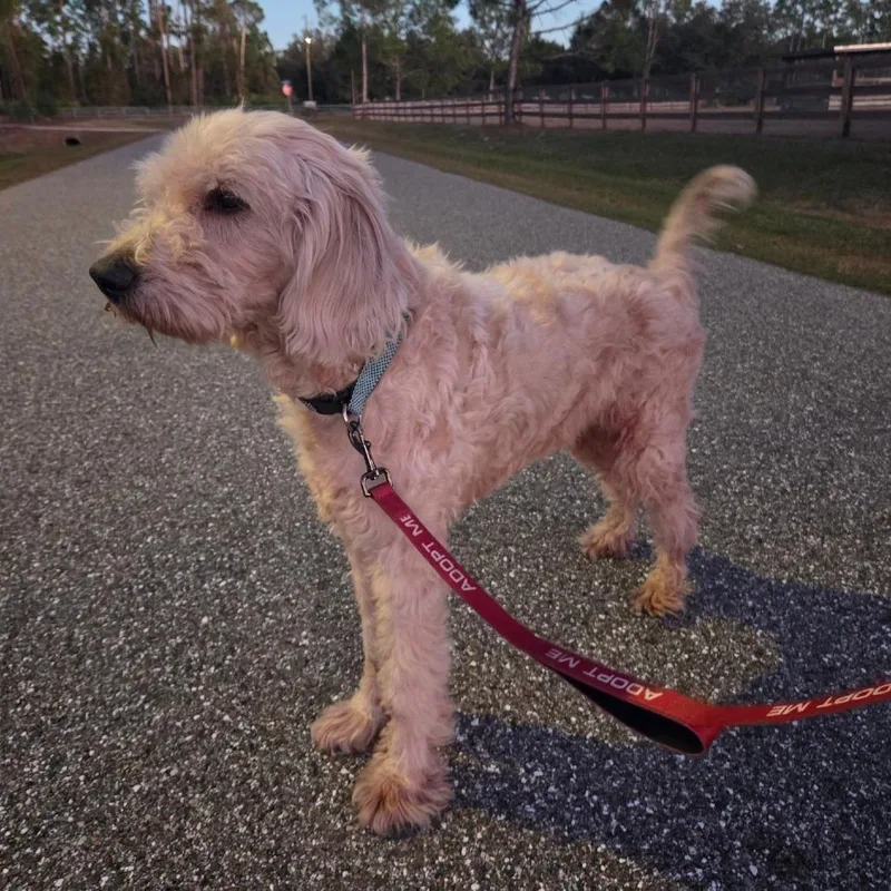 Marshall thumbnail 2