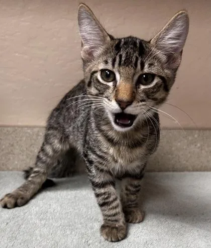 A young small-sized male Domestic Short Hair cat named Yoshi for adoption in Phoenix, AZ