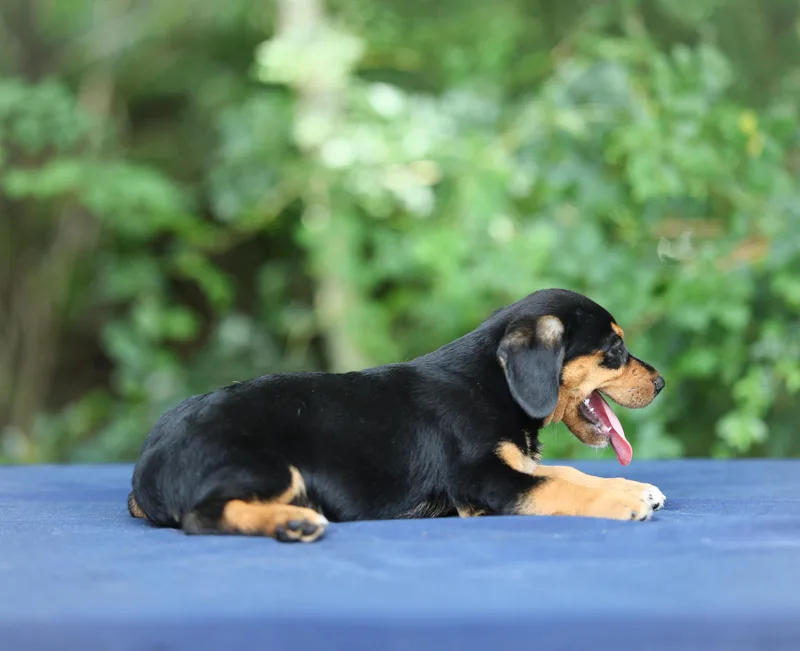 A baby medium-sized male Black Basset Hound dog named Drake for adoption in Lucedale, MS