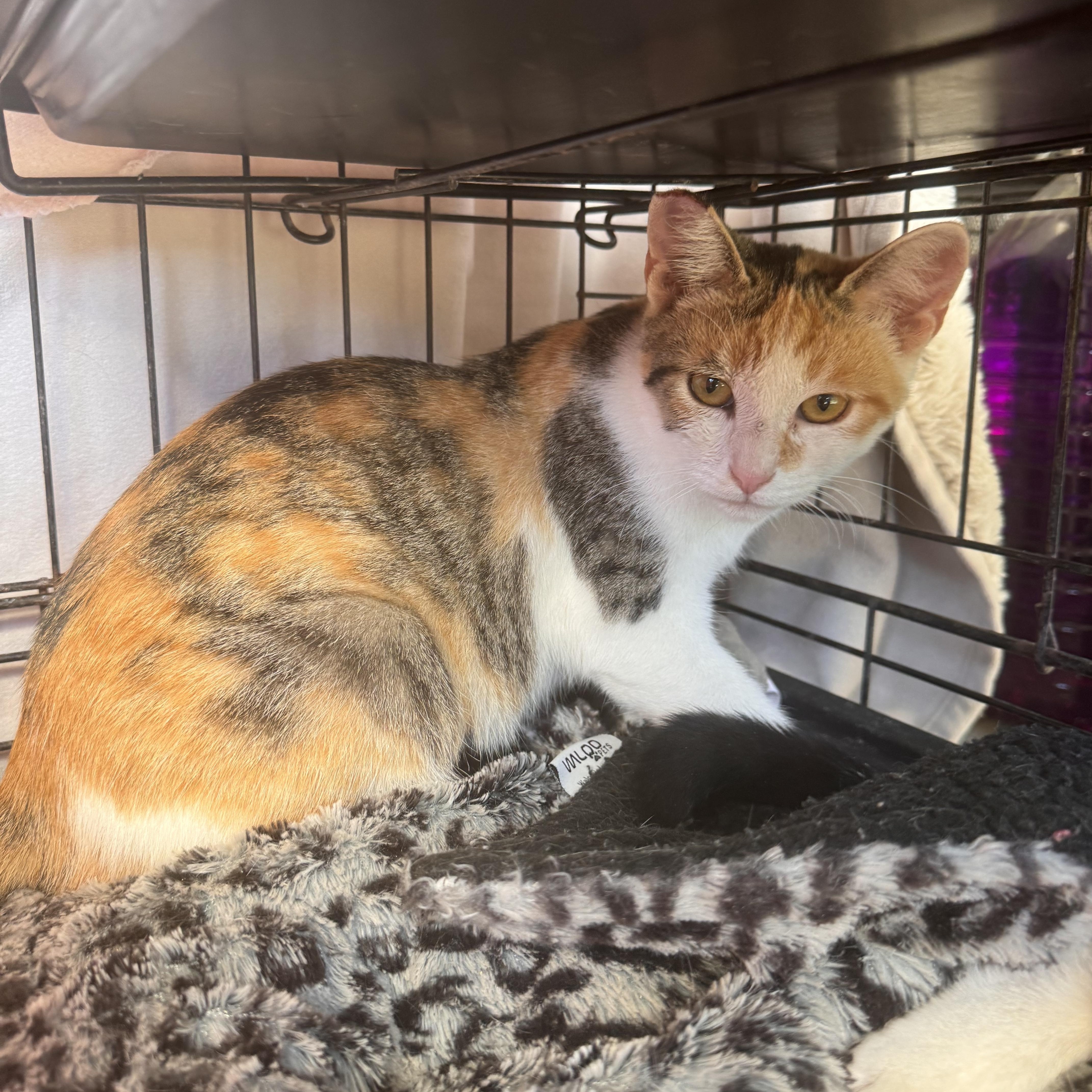 A young small-sized female Domestic Short Hair cat named Cali for adoption in Stockton, CA