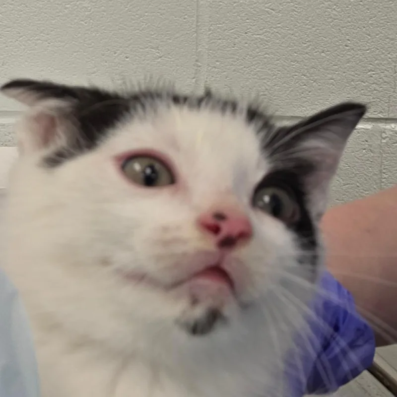 A baby small-sized male White Domestic Short Hair cat named Ping for adoption in Chattanooga, TN