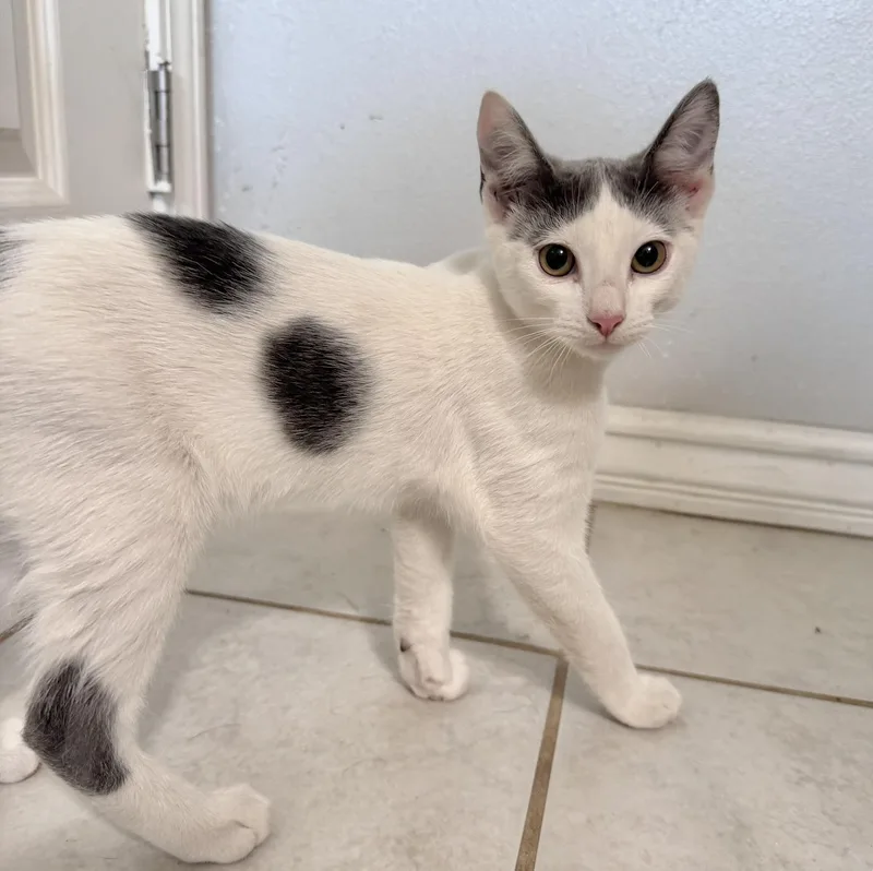 A baby medium-sized male Gray & White Domestic Short Hair cat named Corgi for adoption in Sonora, CA