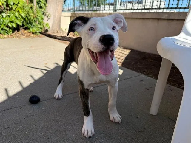 A baby small-sized male Pit Bull Terrier dog named Good Trouble for adoption in Antioch, CA