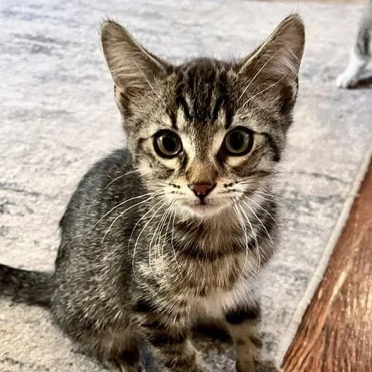 A baby small-sized male Brown / Chocolate Domestic Short Hair cat named Surfer Dude Denny for adoption in Eaton Rapids, MI