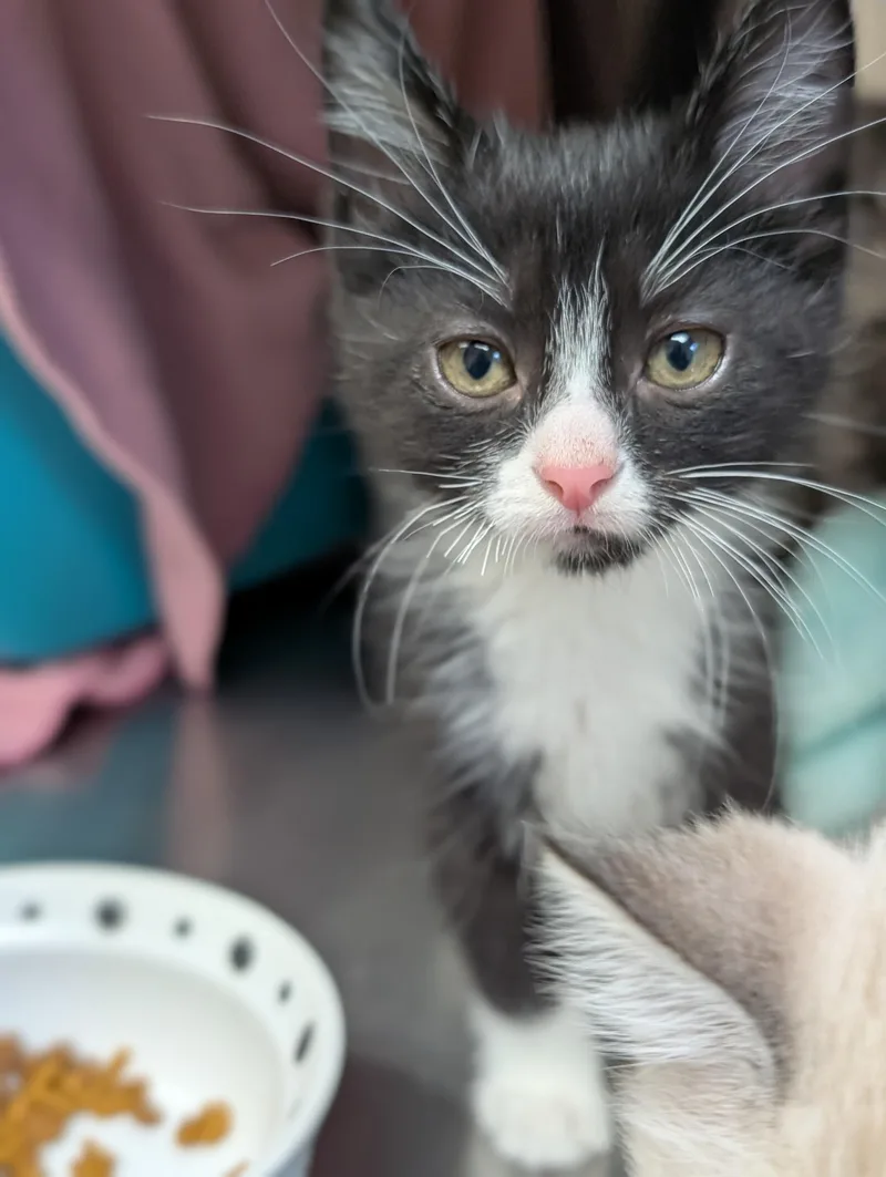 A baby medium-sized male Black & White / Tuxedo Domestic Short Hair cat named Home Slice for adoption in Jefferson, WI