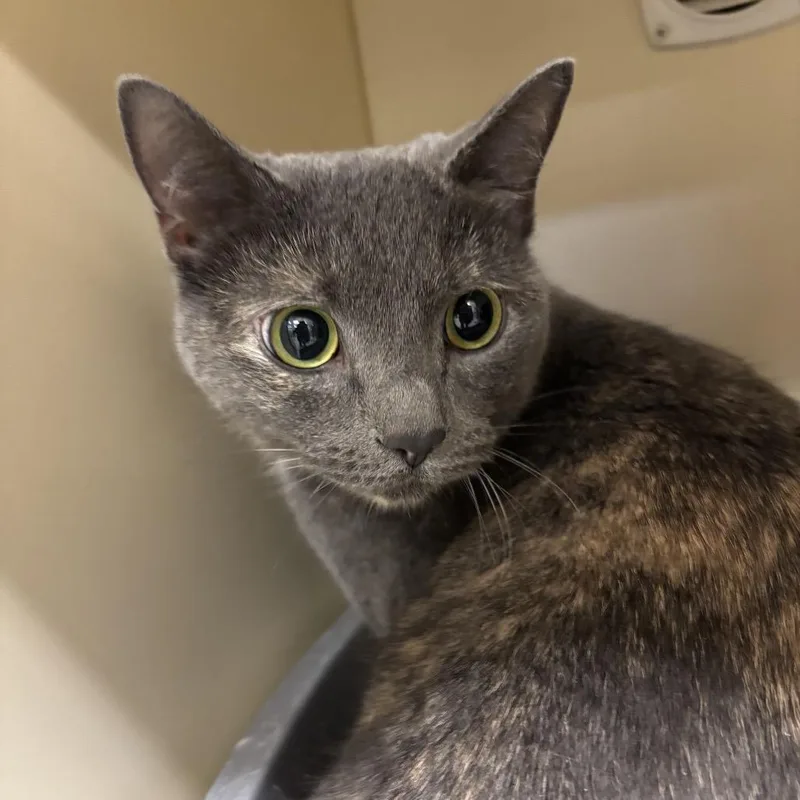 An adult small-sized female Gray / Blue / Silver Domestic Short Hair cat named Shanon for adoption in Waynesboro, PA