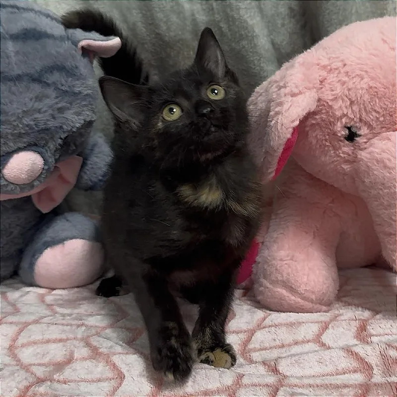 A baby small-sized female Black Domestic Short Hair cat named Maisie for adoption in Deerfield, IL