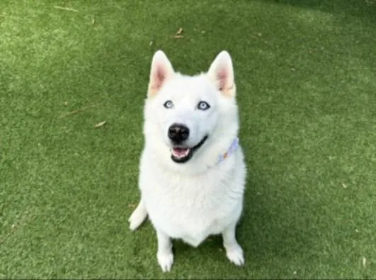 An adult medium-sized female German Shepherd Dog dog named Foxie for adoption in Van Nuys, CA