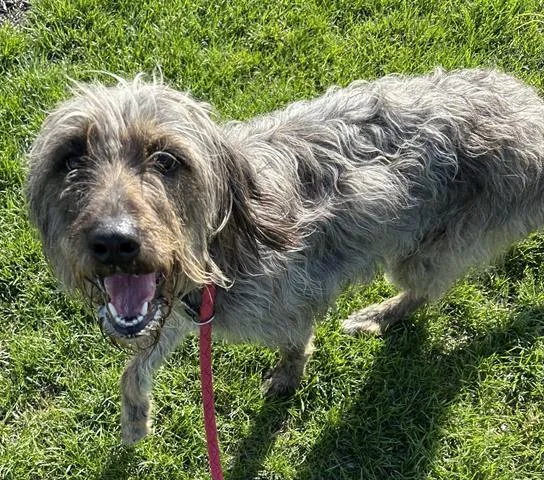 An adult large-sized female Irish Wolfhound dog named Nitara for adoption in Dayton, OH