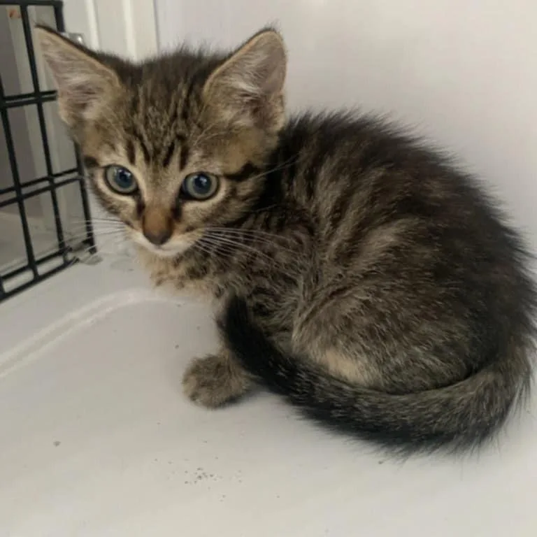An adult small-sized female Gray / Blue / Silver Domestic Short Hair cat named Ellie for adoption in Las Cruces, NM