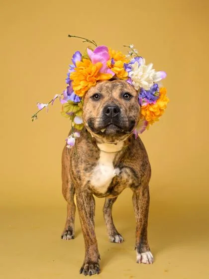 An adult medium-sized female Mixed Breed dog named Bella for adoption in Atlanta, GA