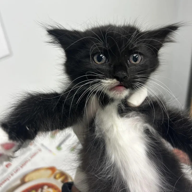 A baby small-sized female Domestic Long Hair cat named Uno for adoption in Jacksonville, FL