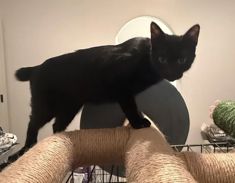 A baby medium-sized female Domestic Short Hair cat named Kunani ORT for adoption in Missouri City, TX
