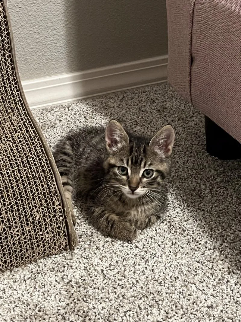 A baby medium-sized male Brown / Chocolate Tabby cat named Igor for adoption in Kennewick, WA