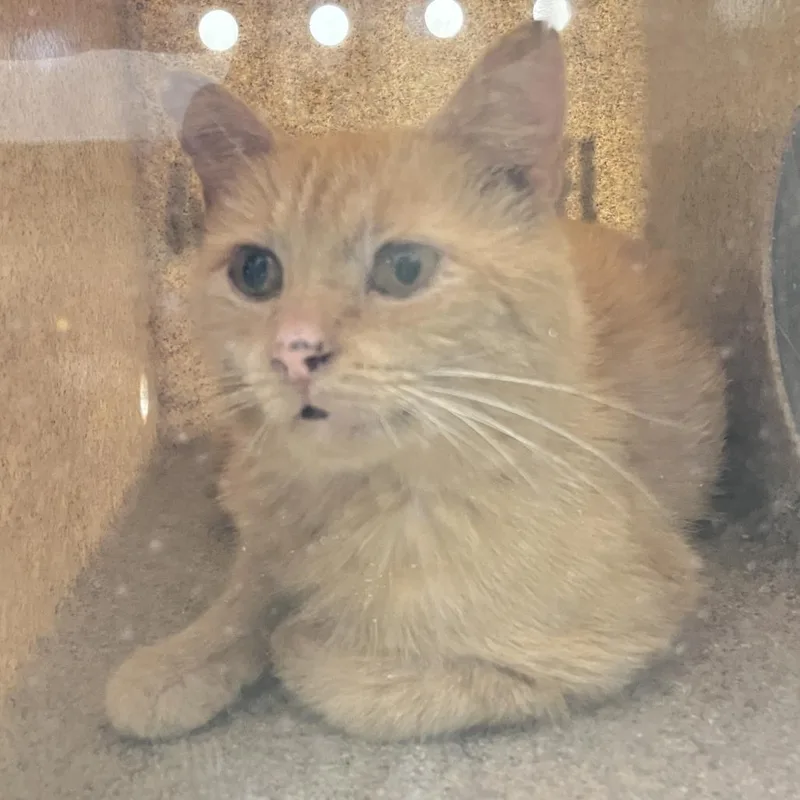 An adult small-sized male Orange / Red Domestic Short Hair cat named 71784 for adoption in Harrisonburg, VA