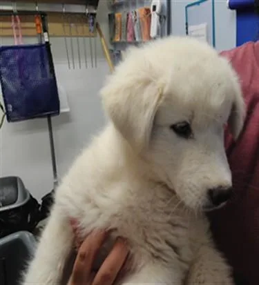 A baby small-sized female Great Pyrenees dog named Happy for adoption in Albuquerque, NM