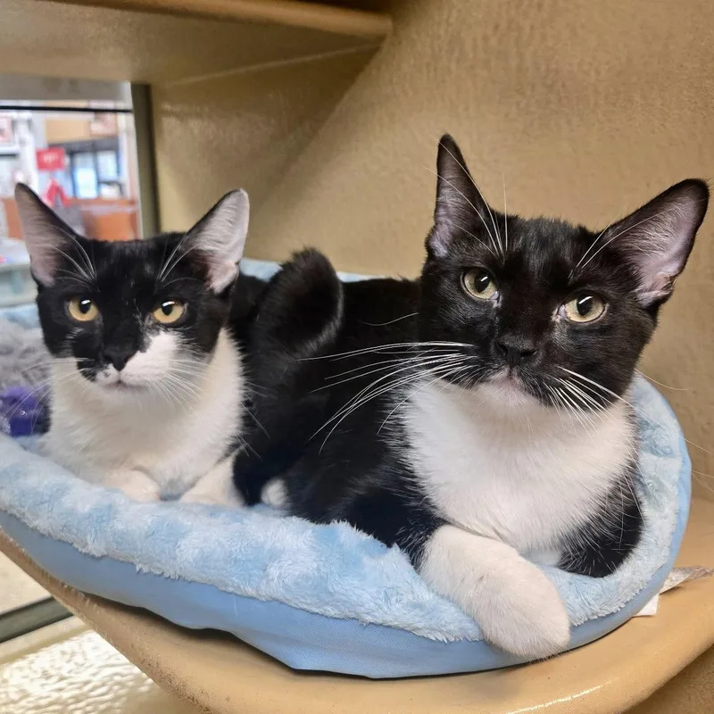 A young medium-sized female Tuxedo cat named Ladybug & Cricket for adoption in Flushing, NY