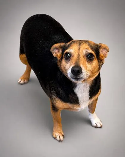 An adult small-sized male Chihuahua dog named Zach for adoption in Bowling Green, KY