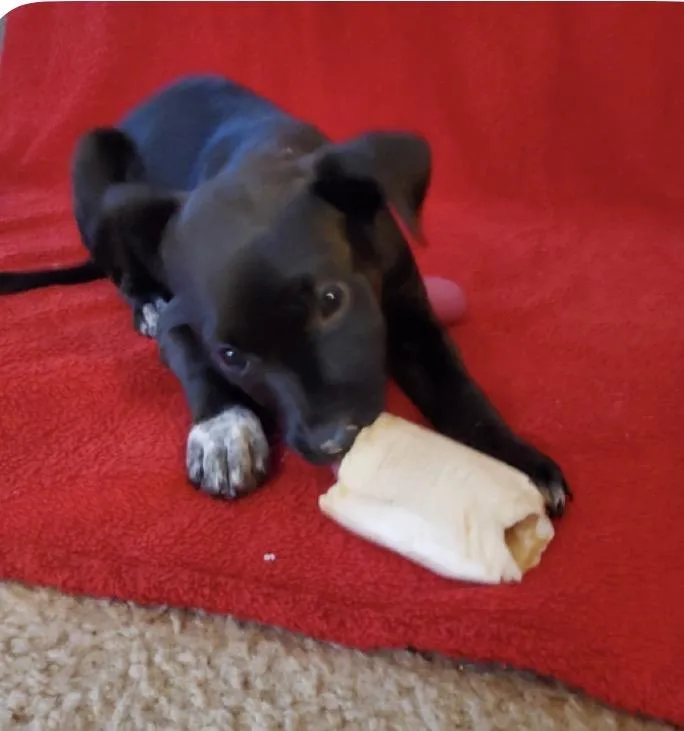 Molly thumbnail 4