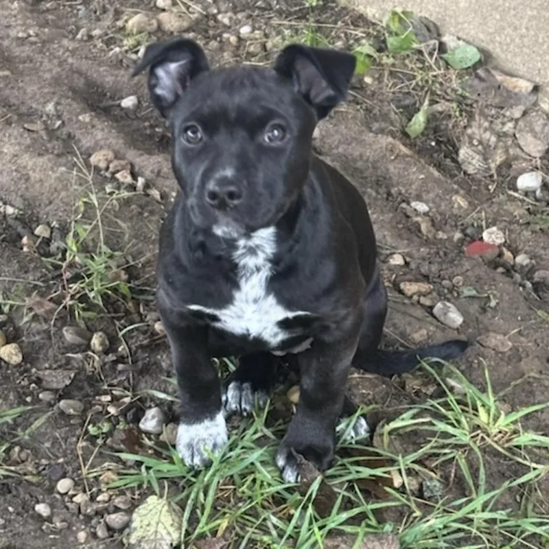 A baby medium-sized female Mixed Breed dog named Molly for adoption in Maineville, OH