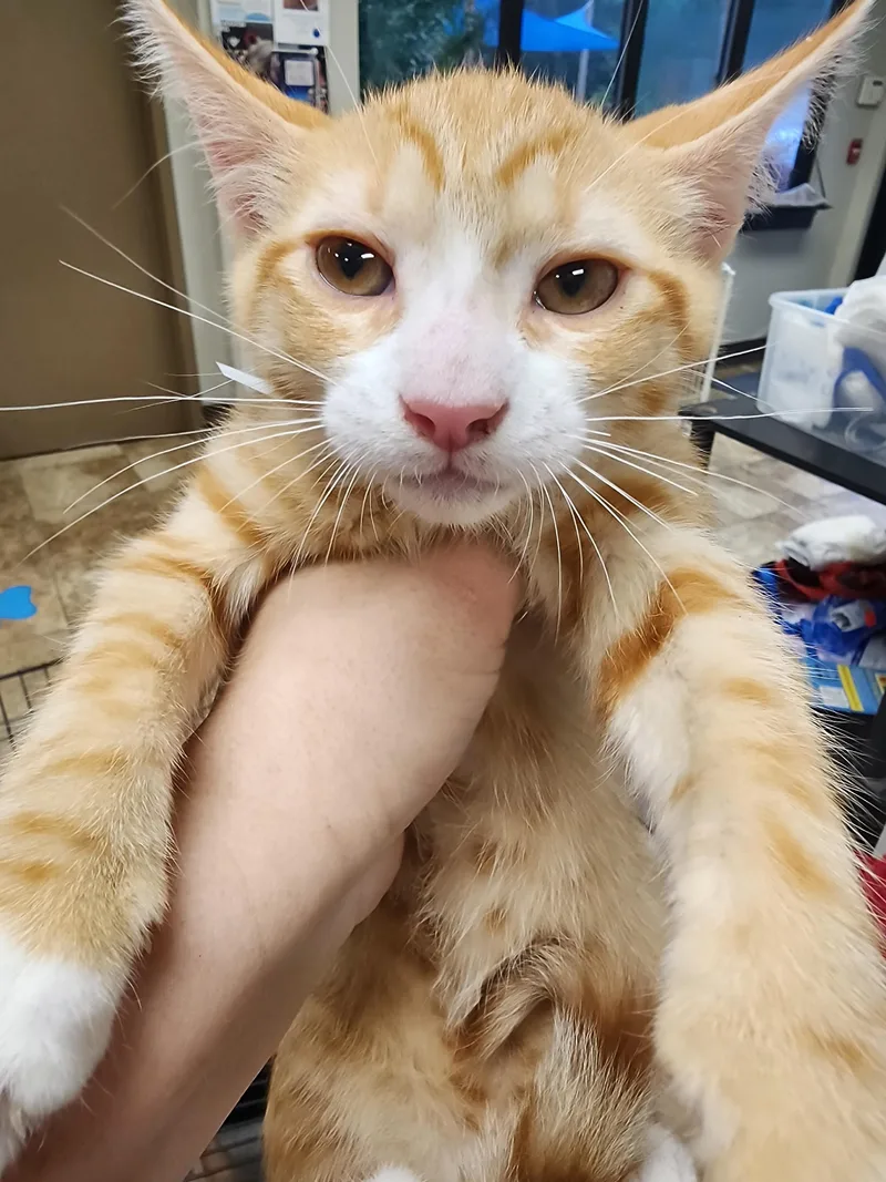 A baby small-sized male Domestic Short Hair cat named Teto $ for adoption in Seneca, SC