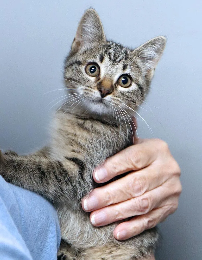 A baby medium-sized female Tabby (Brown / Chocolate) Domestic Short Hair cat named Bella for adoption in Kansas City, KS