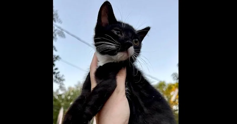 A baby small-sized male Domestic Short Hair cat named Catan for adoption in Groveland, MA