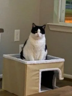 An adult large-sized female Black & White / Tuxedo Domestic Short Hair cat named Dolly for adoption in Brick, NJ