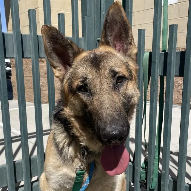 An adult large-sized male German Shepherd Dog dog named Maximus for adoption in Thousand Palms, CA