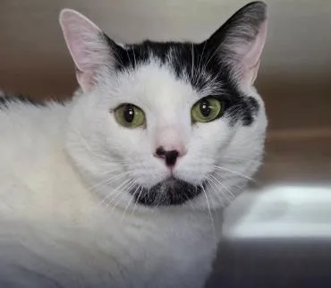 An adult large-sized male Domestic Short Hair cat named Spot for adoption in Fairfax, VA