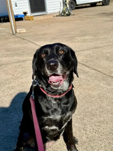 Gracie