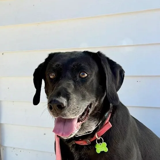 Gracie thumbnail 3