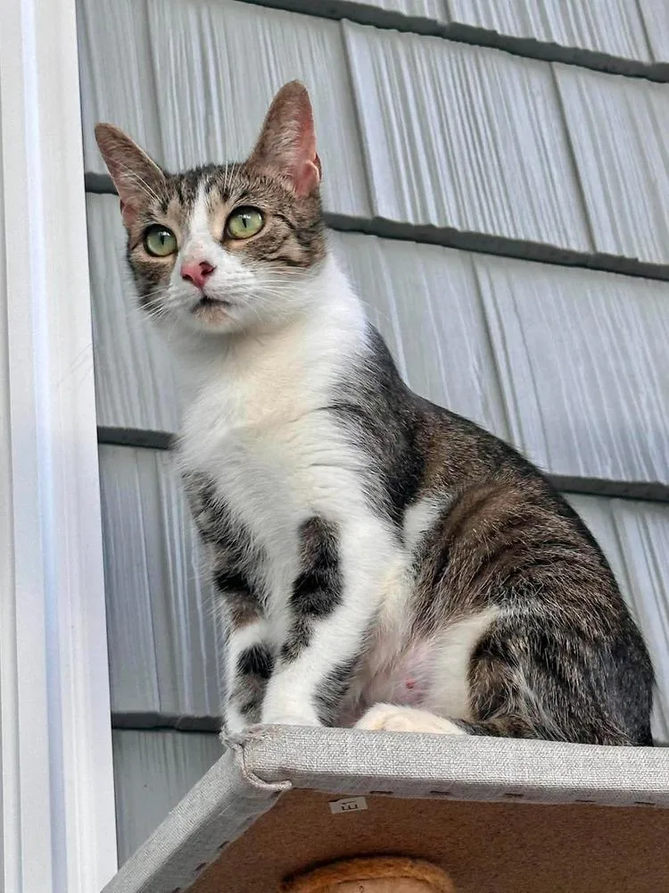 An adult medium-sized female Domestic Short Hair cat named Chanteuse for adoption in Emerald Isle, NC