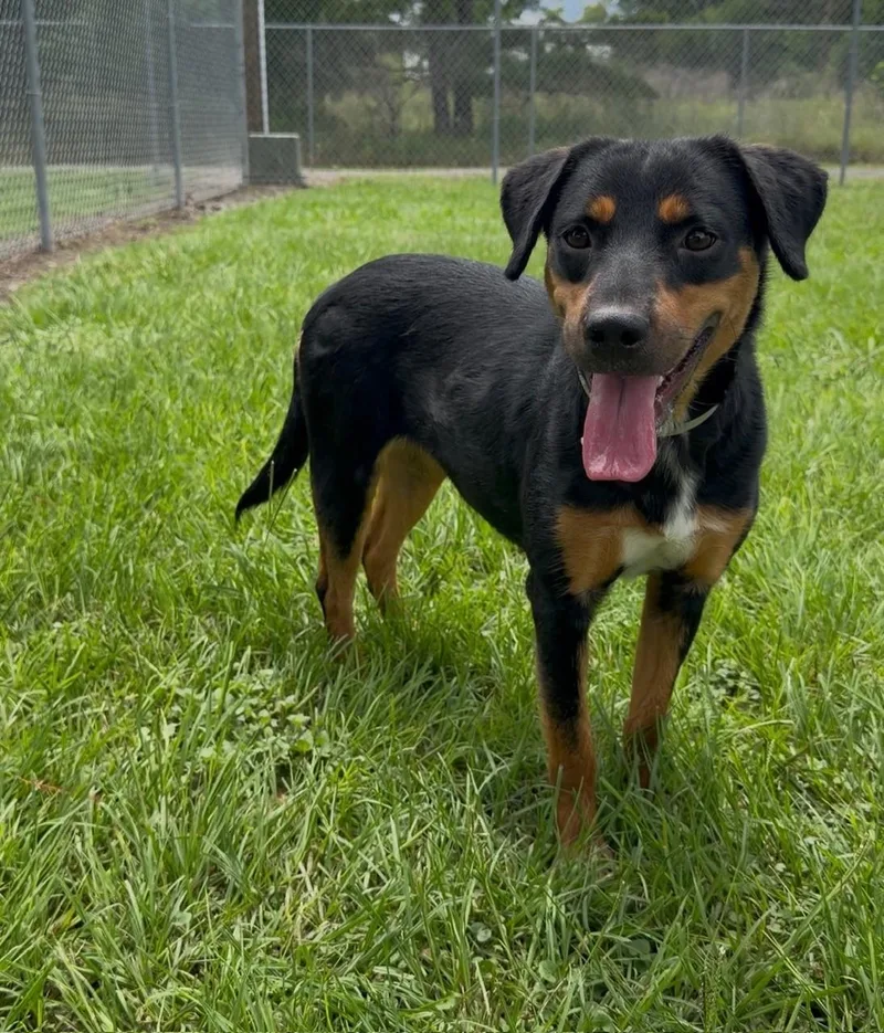 A young medium-sized female Rottweiler dog named Pixel for adoption in Conroe, TX