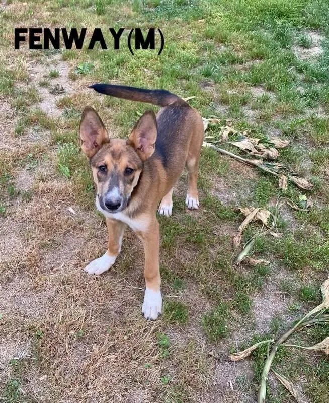 A baby medium-sized male Shepherd dog named Fenway for adoption in Pembroke, MA