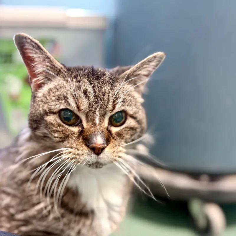 A senior small-sized female Brown / Chocolate Domestic Medium Hair cat named Miss Lilly for adoption in New Fairfield, CT