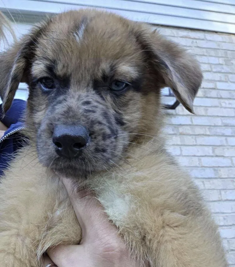 A baby medium-sized male Yellow / Tan / Blond / Fawn Mixed Breed dog named Bronco for adoption in Maineville, OH