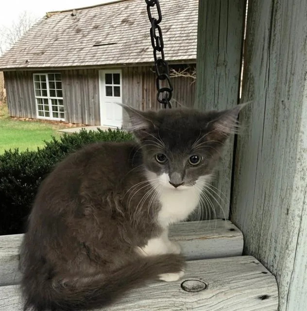 A baby medium-sized male Domestic Short Hair cat named Marley for adoption in Castaic, CA