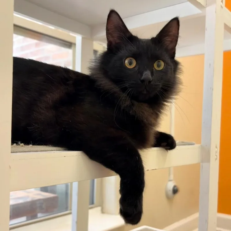 Sir Floofington