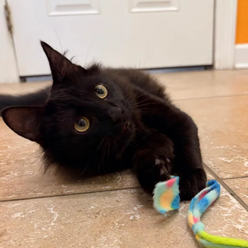 Sir Floofington thumbnail 2