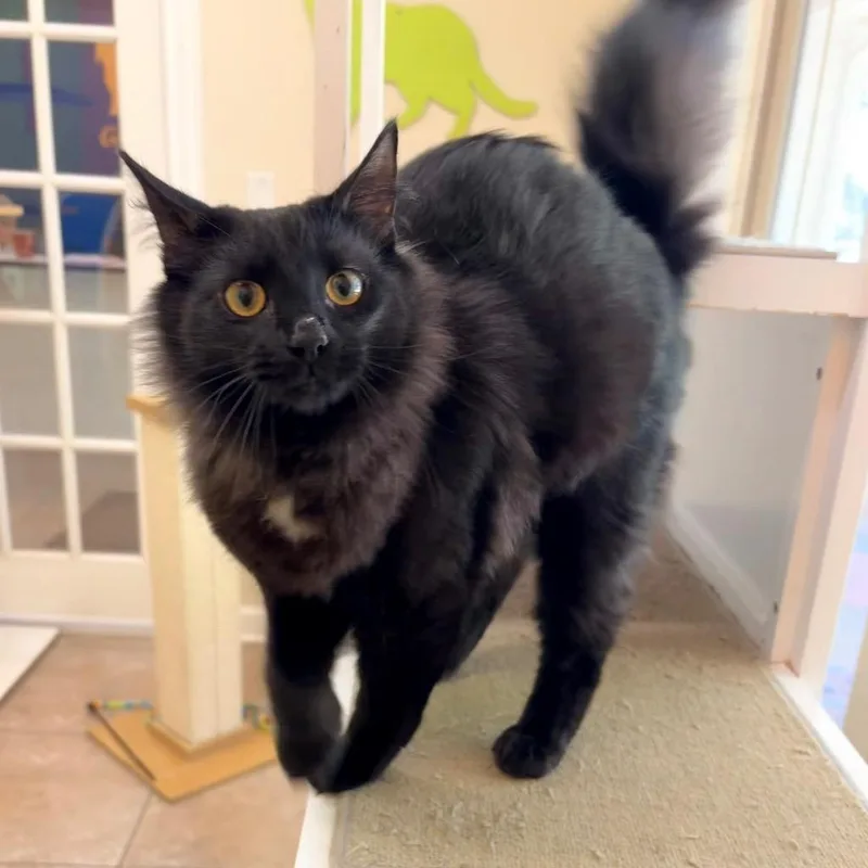 Sir Floofington thumbnail 3