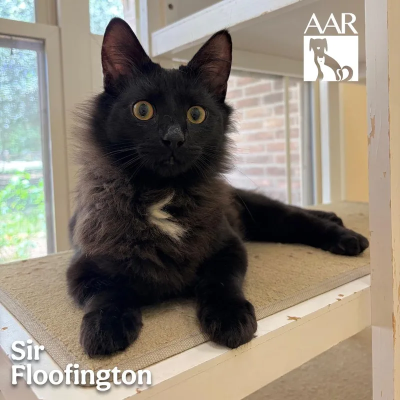 Sir Floofington thumbnail 4