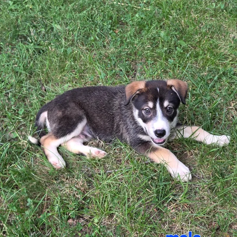A baby small-sized male Black Mixed Breed dog named Zeppelin for adoption in Breese, IL