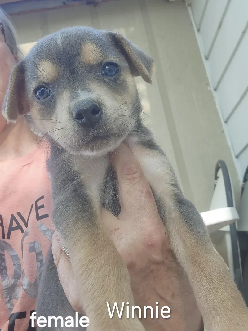 A baby medium-sized female Chihuahua dog named Winnie for adoption in Manchester, CT