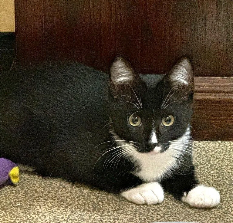 A young small-sized male Domestic Short Hair cat named Penguin for adoption in Pitman, NJ