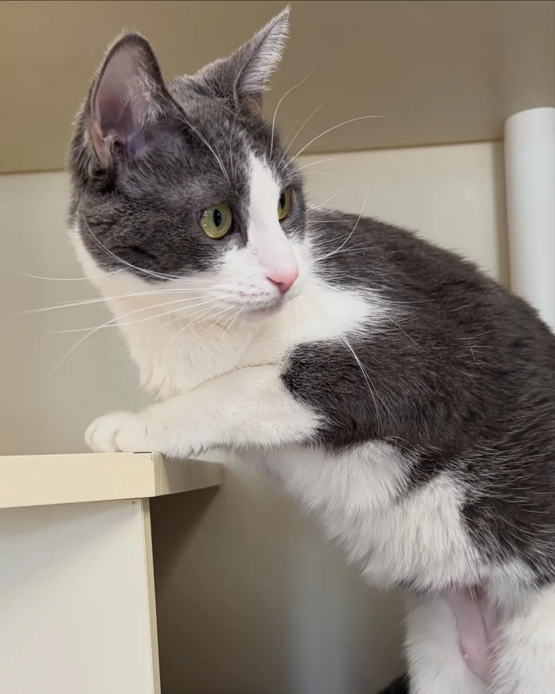 An adult medium-sized female Domestic Short Hair cat named Squirrel for adoption in Somerset, NJ