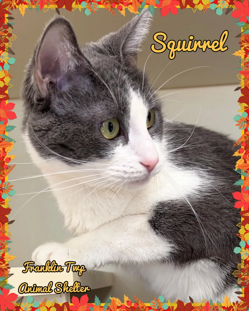 Squirrel thumbnail 2
