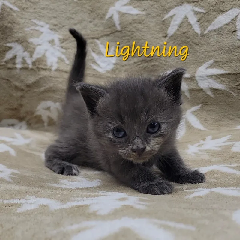A baby small-sized female Tortoiseshell Domestic Medium Hair cat named Lightning for adoption in Parkersburg, WV